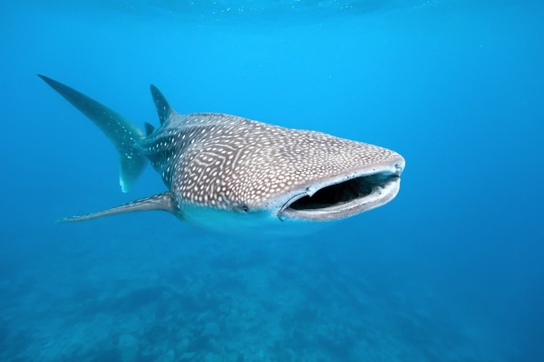 Diving Mission