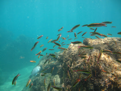 Scuba Diving in Cabo.