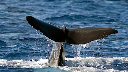 PH Whale Watch Dive & Snorkel in Dominica