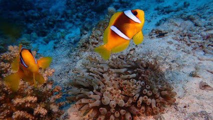 All Divers l Diving in Hurghada