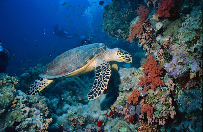 Red Sea Marine Diving Center