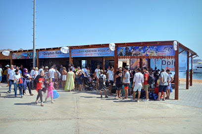 Dolphin red sea diving center