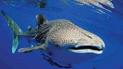 Dive more diving center & snorkeling