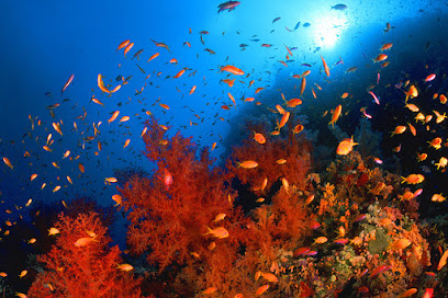 Sinai Divers