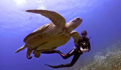 Reef Oasis Dive Club - Blue Bay