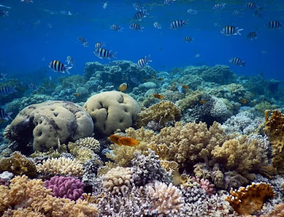 Ocean College Dive Centre
