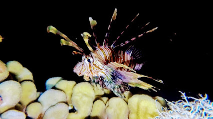 Pirates Dive Club