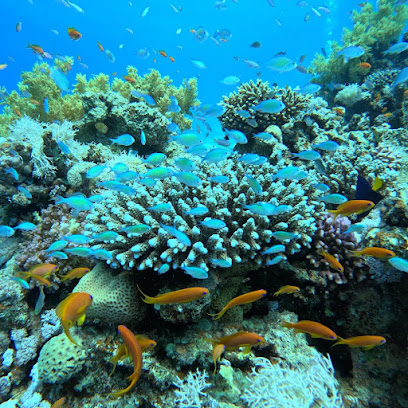Sinai Dive Club