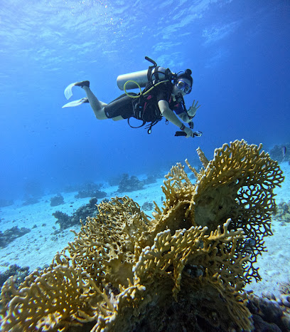 Blue Whale Divers - Diving Center Hurghada