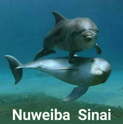Nuweiba Divers Lasirene