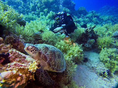 Diving Vision