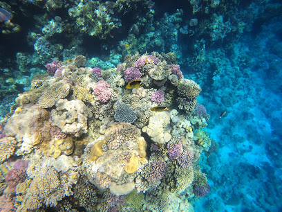 Bubbles Dive Club