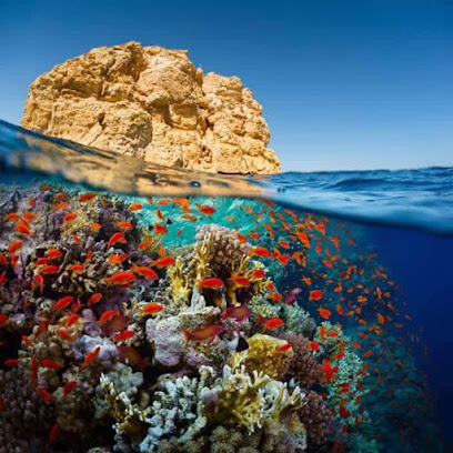 Dolphin Diving Center