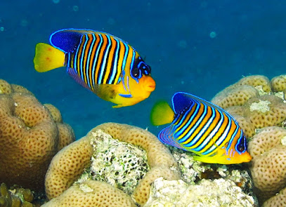 Scuba Fun