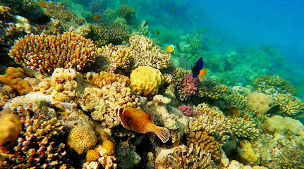 Red Sea Diving