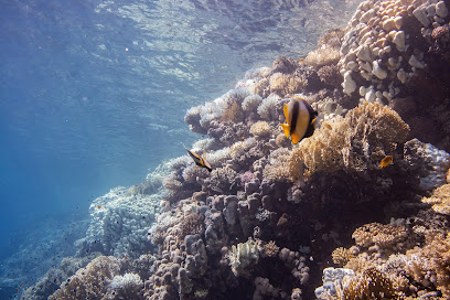Elite Diving with Divers United