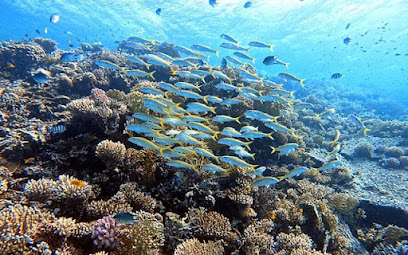 Colona Divers
