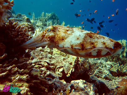 Дайвинг в Дахабе от дайвинг-центра DiveBuddy в Египте