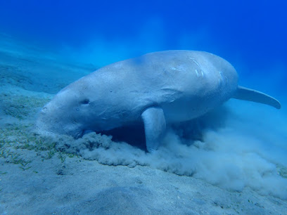 Extra Divers Equinox Marsa Alam