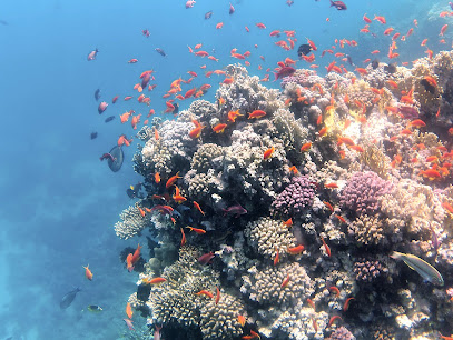 TGI Diving resort