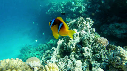 Sea world dive club