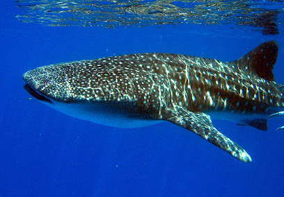 Tropical Diving