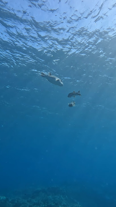 Bleu Océan - Plongée Réunion