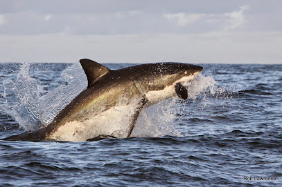 African Shark Eco-Charters- Shark Cage Diving