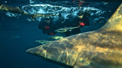 Shark Cage Diving KZN