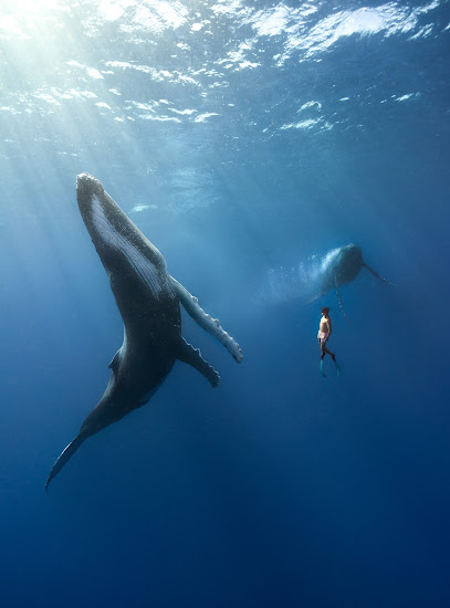 Freediving Australia