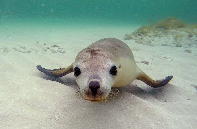 Jurien Bay Oceanic Experience