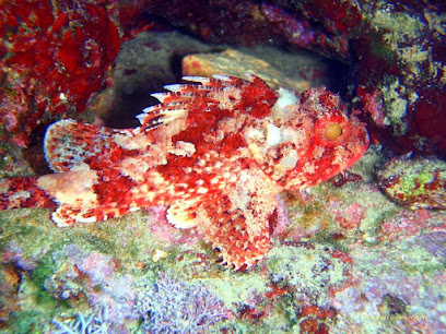 Vitez Wreck Diving