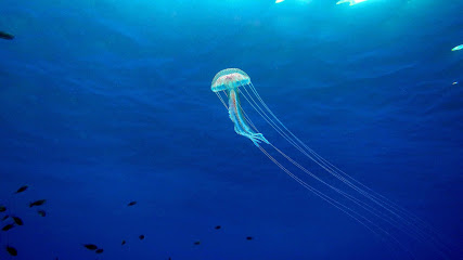 Diving & Snorkeling Cavtat