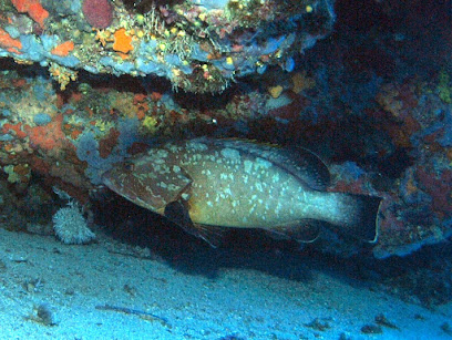 Diving Triporte