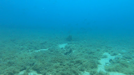 Foka Diving