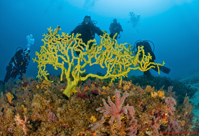 Big Blue Diving