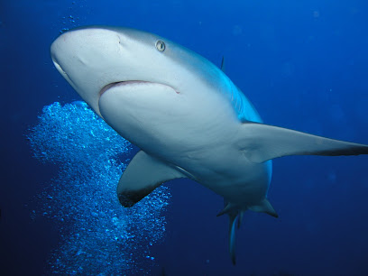 Pisces diving world