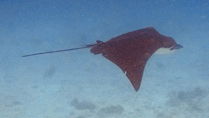 Dive With Oleg