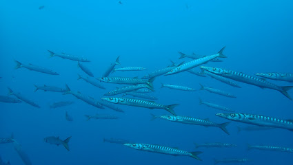 Ocean VID