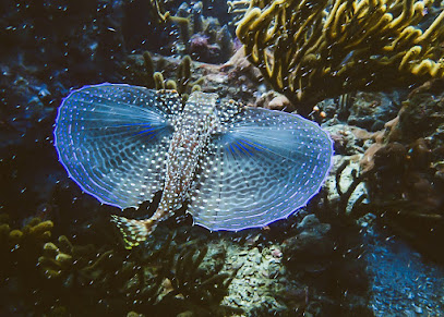 triton eco dive