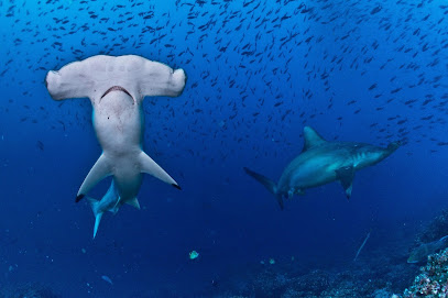 Tauchertraum by TT DiveTravel GMBH - Veranstalter für Tauchreisen und Tauchsafaris