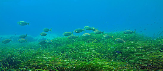 Tauchschule Fischegucker
