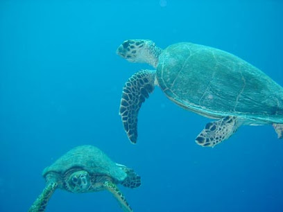 Sea Sub