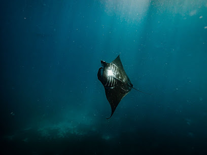 Daniel Bichsel Coaching & Freediving