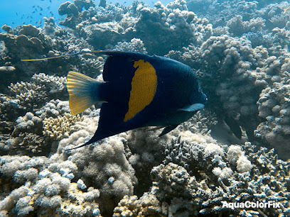 Dive-World & Rescue