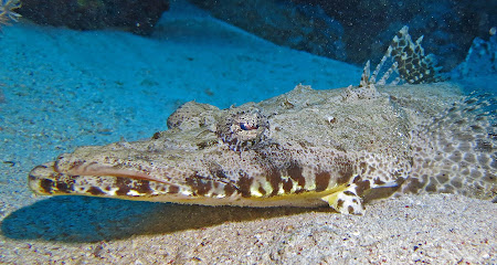 DiveBase Link