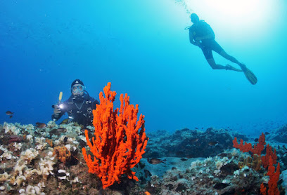 Dolphin Diving Center