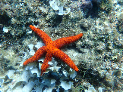 Vasiliadis Diving Club 5 star PADI Dive Resort