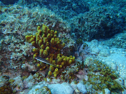 Alonissos - seacolours dive center