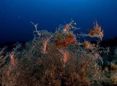 Scuba Point Reggio Calabria